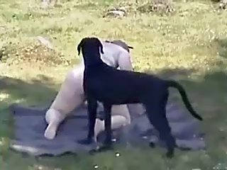 dog sex in public park