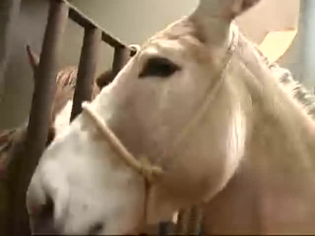 Farm Horse Sex Â» Donkey sex video