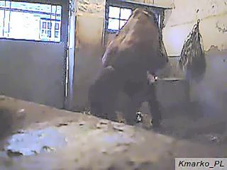 Horse sex man