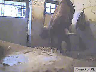 Horse sex man