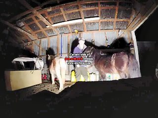 Horse and man sex video