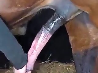 Horse and man sex